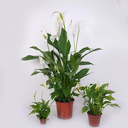 Spathiphyllum, Fleur de lune / Spathiphyllum